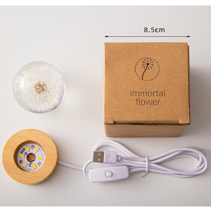 Luminous 3D Dandelion Daisy Preserved Flowers Light Desktop Ornament